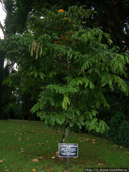 Дерево, посаженное самим Юрием Гагариным Канди, Шри-Ланка
