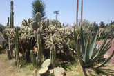 Привычный мексиканский ландшафт :-) Мексиканцы + кактусы = примерно тоже что и беларусы + картошка :-)   В Мексике более 100 применений кактусу (и не только в кухне)