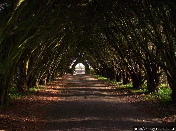 Красиво посаженные деревья создают потрясающей красоты аллею, по которой так здорово пройтись и просто подумать о чём-нибудь прекрасном. Город Мэйнут, территория Национального университета Ирландии. Ирландия