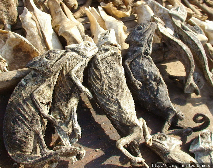 Рынок фетишей в Ломе. Пудра из хамелеонов благотворно влияет на кожу. Того