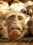 Порошок из черепа обезьяны снимает головную боль.