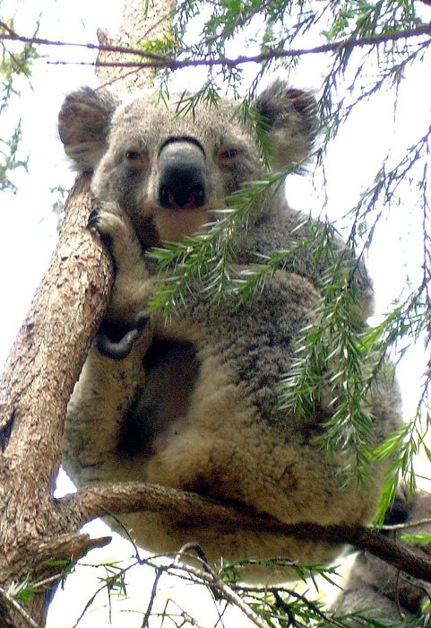 Что делать, после того, как вы погладили коалу