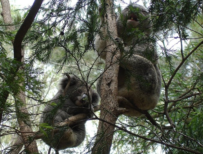 Что делать, после того, как вы погладили коалу