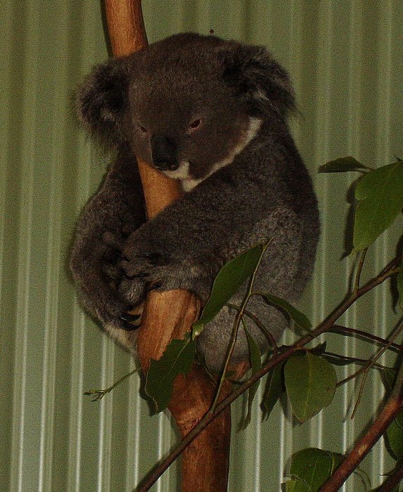 еще одна коала на прощание Сидней, Австралия
