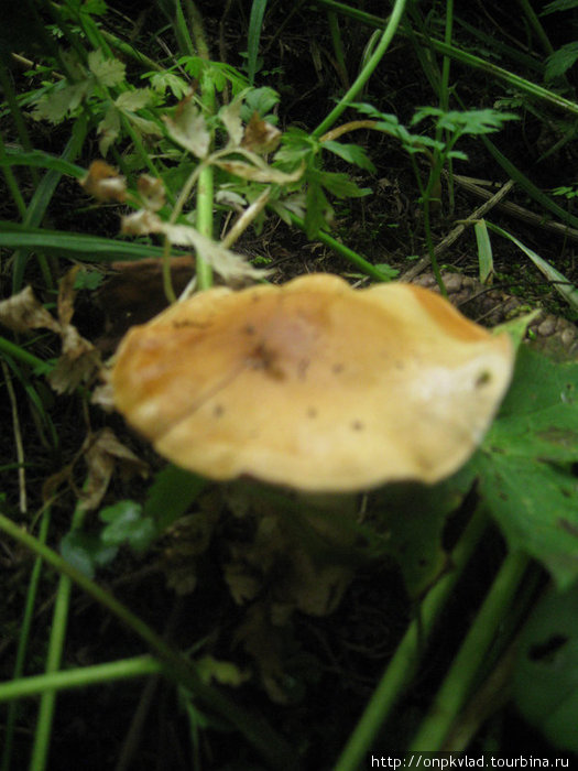 Маленький гриб-сыроежка. Авторская фотография.