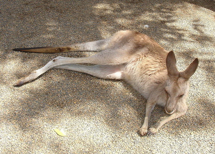 Что делать, после того, как вы погладили коалу Сидней, Австралия