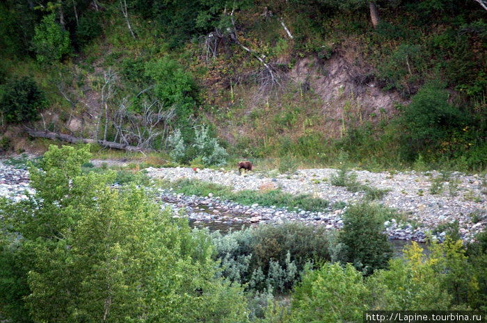 Медвед у речки рядом с полем для гольфа Уотертон, Канада