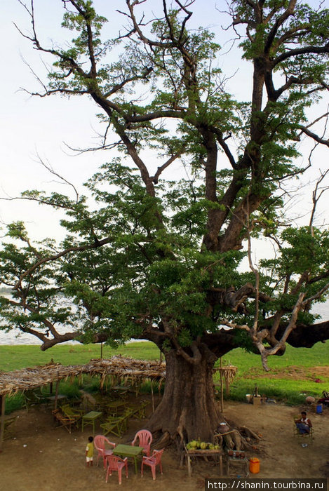 Священное дерево у моста Амарапура, Мьянма