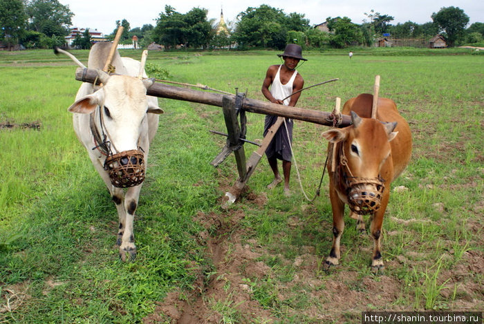 Фермеры продолжают полагаться на тягловый скот Пья, Мьянма