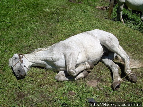 Лошадь спит, не трогайте ее Домбай, Россия
