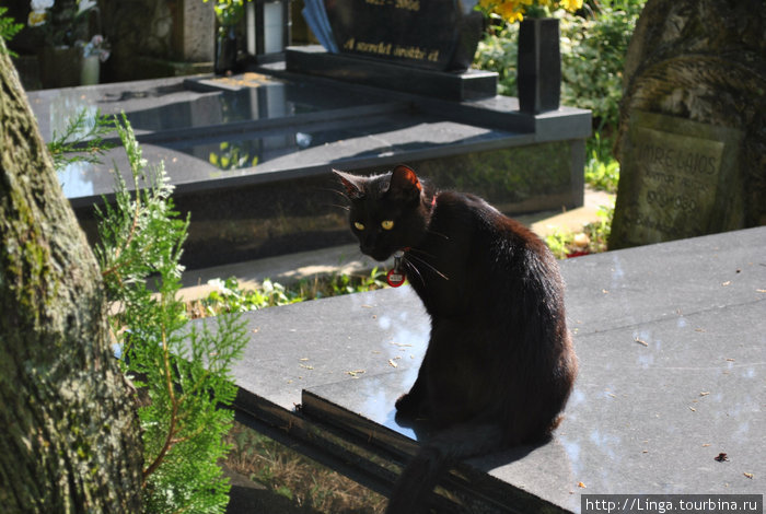 Эта удивительная кошка позировала нам на кладбище, проводила до домика с чудесными кружевами, а потом нашла нас в ресторане и с достоинством выпросила кусочек фуа-гра. Хевиз, Венгрия