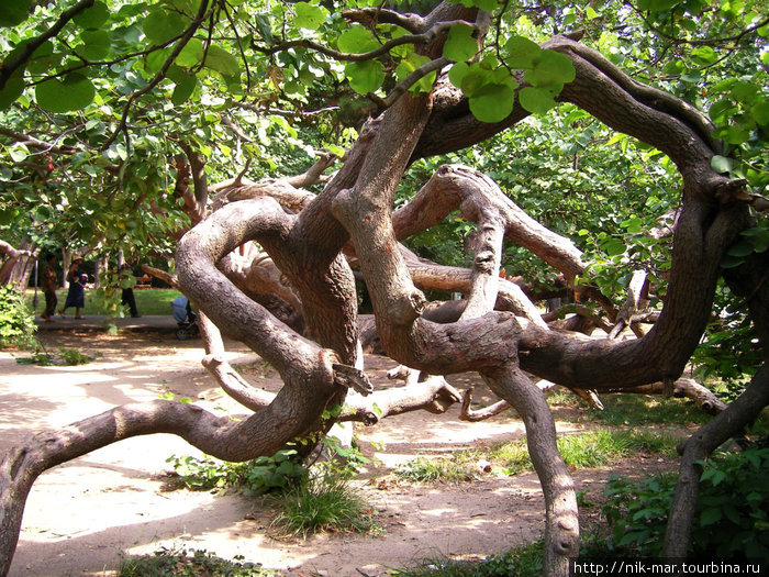 Чудо-дерево в парке города Варны. Болгария