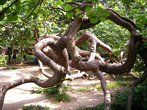 Чудо-дерево в парке города Варны.