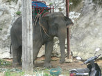 катание на слонах,это наверное самое страшное что нам довелось пережить в Тайланде.Это животное, такое милое с виду, идет совершенно куда ему вздумается...