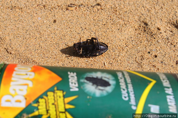 Убийство насекомых Лас-Терренас, Доминиканская Республика