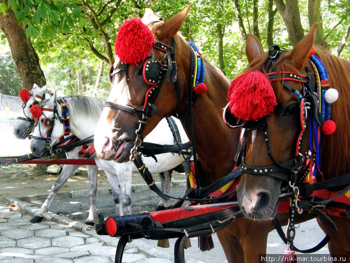 Албенские лошадки. Болгария