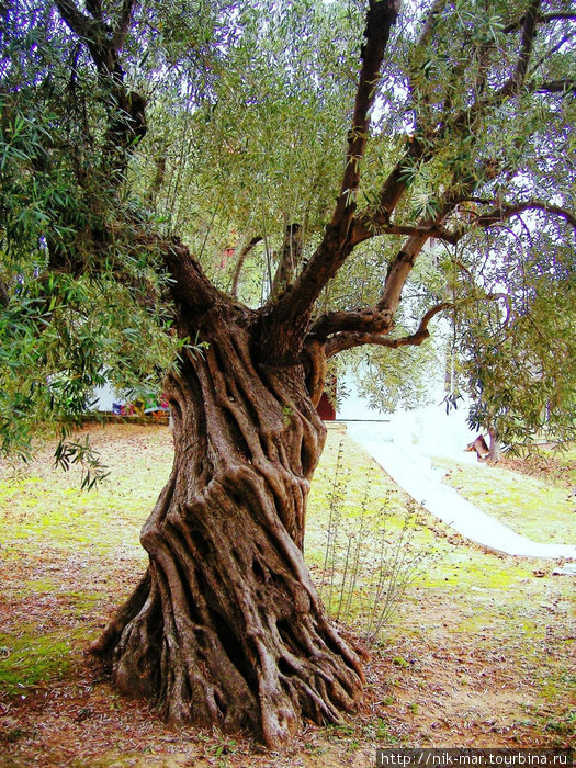 Некоторые оливы вырастают скрученными, как жгут. Неос-Мармарас, Греция