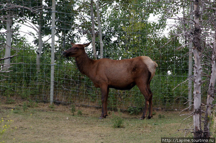 Лось, который elk Калгари, Канада