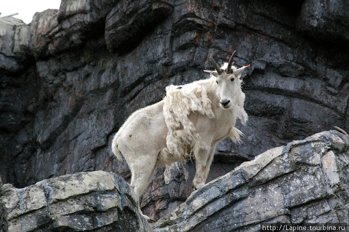 Горный козел Калгари, Канада
