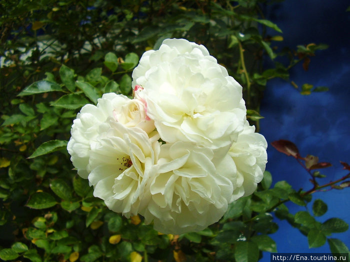 Белые розы — символ пышной южной красоты Витязево, Россия