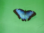 Лично мне приглянулась морфа голубая, чьи крылышки по цвету под стать голубизне неба над Южной и Центральной Америкой, где водятся эти бабочки
