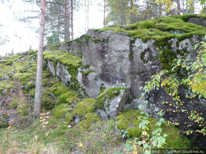 Финские грибы любят тишину Миккели, Финляндия