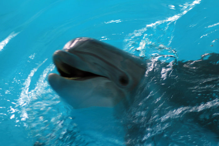 дельфины в Утришском дельфинарии Москва, Россия