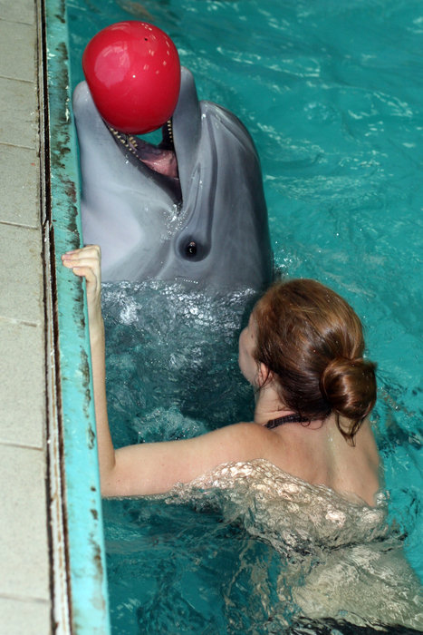плавание с дельфинами Москва, Россия