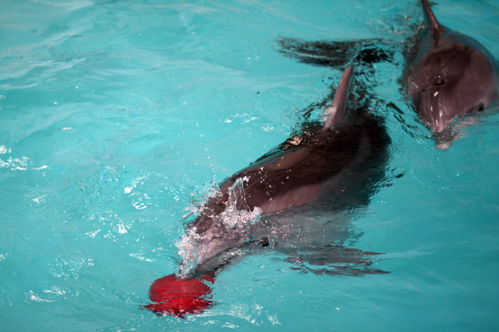 дельфины в Утришском дельфинарии