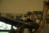недавно родившаяся маленькая панда в Шенбруннском зоопарке