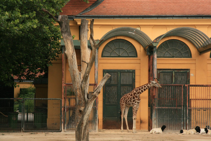 жираф в зоопарке Шенбрунн Вена, Австрия
