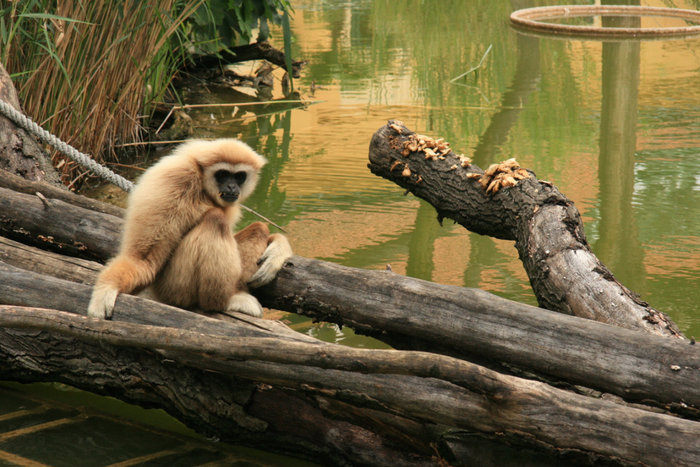 обезьяна в зоопарке Шенбрунн Вена, Австрия