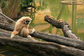 обезьяна в зоопарке Шенбрунн