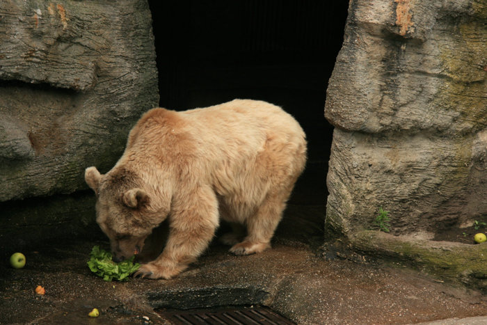 белый медведь в зоопарке Шенбрунн Вена, Австрия