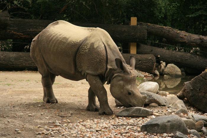 носорог в зоопарке Шенбрунн Вена, Австрия