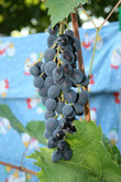 В начале сентября в Судаке собирают первый урожай винограда