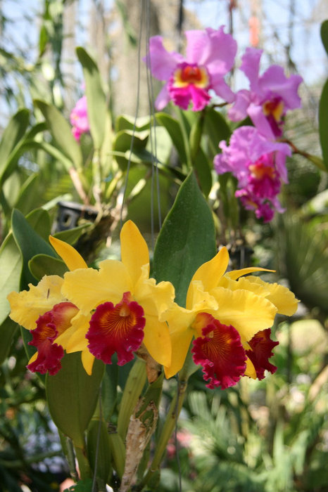 сад орхидей в парке Нонг Нуч Паттайя, Таиланд