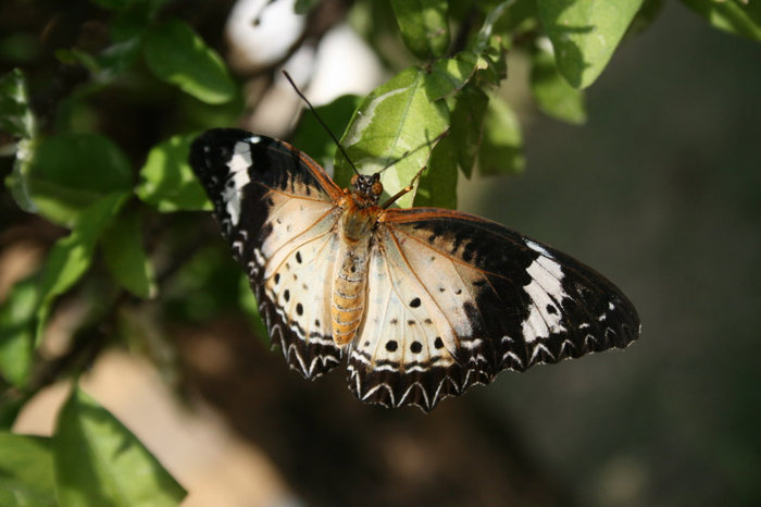 бабочка в парке Мини Сиам Паттайя, Таиланд