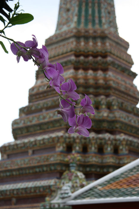 цветущая орхидея Бангкок, Таиланд