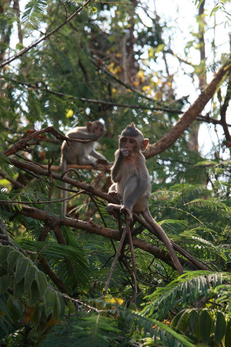 дикие обезьяны Канчанабури, Таиланд
