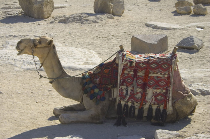 для желающих — прогулка на верблюде Гиза, Египет