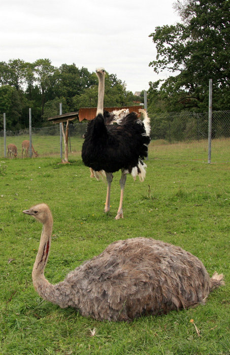 страусы в небольшом парке Литвы Эстония