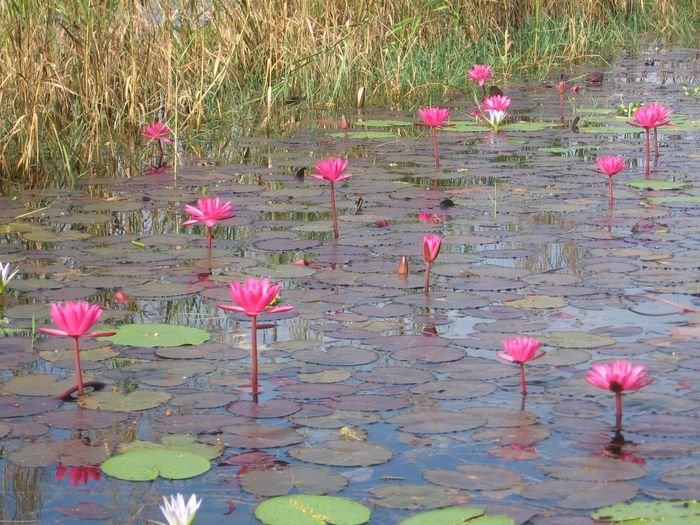 А само озеро Инле участками выглядит так! Это цветущие лотосы! Мьянма