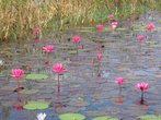 А само озеро Инле участками выглядит так! Это цветущие лотосы!