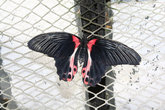 Парусник Румянцева (названа в честь графа Н.П.Румянцева) или Ярко красный Мармон. Место обитания – Филиппины. У себя на родине бабочка встречается достаточно часто.