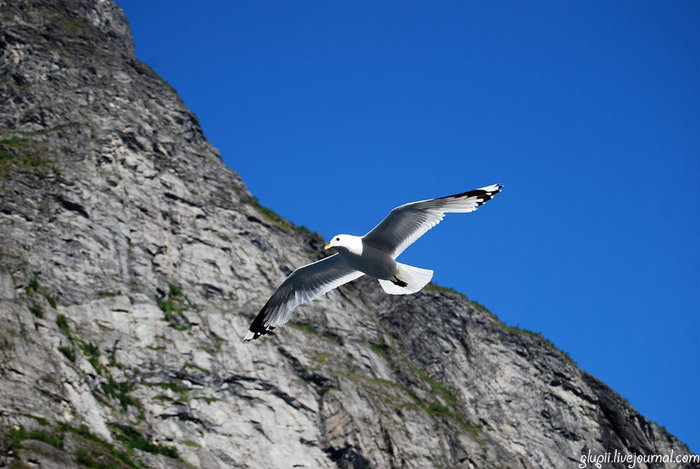 Скалы, небо, чайка... Гейрангер - Гейрангерфьорд, Норвегия