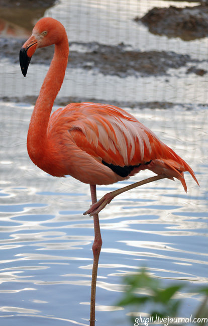 Красный фламинго — стояние на одной ноге использует, чтобы максимально уменьшить потерю тепла при ветре. Средняя продолжительность жизни составляет более 40 лет. Москва, Россия