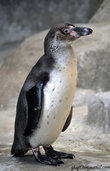 Гумбольдтов пингвин — нелетающая птица из отряда пингвинообразных. Гнездится на каменистых побережьях Чили и Перу, поэтому известно ещё одно название — Перуанский Пингвин.