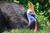 Казуар — крупная нелетающая птица (1,5—1,8 метров высоты, весят около 60 кг), обитает в тропических лесах Новой Гвинеи и северо-востоке Австралии. Название птицы — kasu weri «рогатая голова».