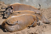 Кистеухие свиньи-самые пёстро окрашенные свиньи.Основная окраска их шерсти красновато-коричневая, а вдоль спины тянется белая полоска.Держится небольшими стаями в 4-6 особей, среди которых один самец.